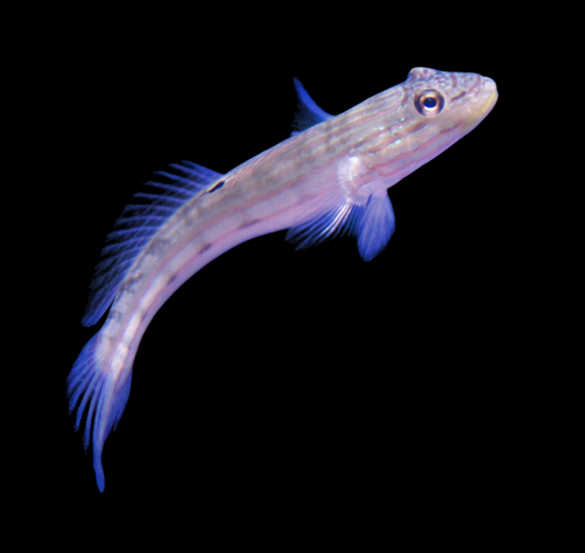 Sleeper Striped Goby