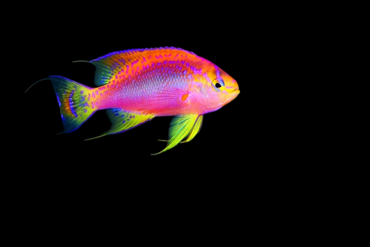 Coral Sea Ventralis Anthias