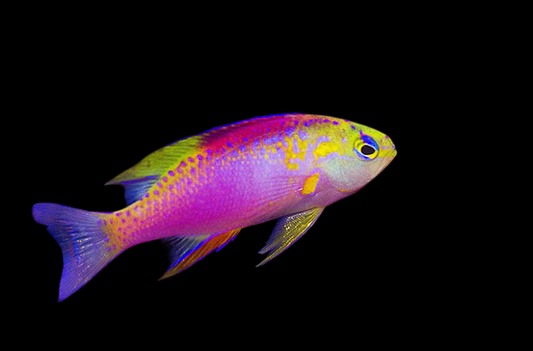 Ventralis Anthias