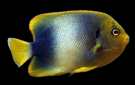 African Angelfish