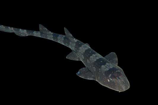 White Spotted Bamboo Shark