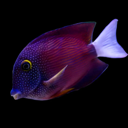 Whitetail Bristletooth Tang