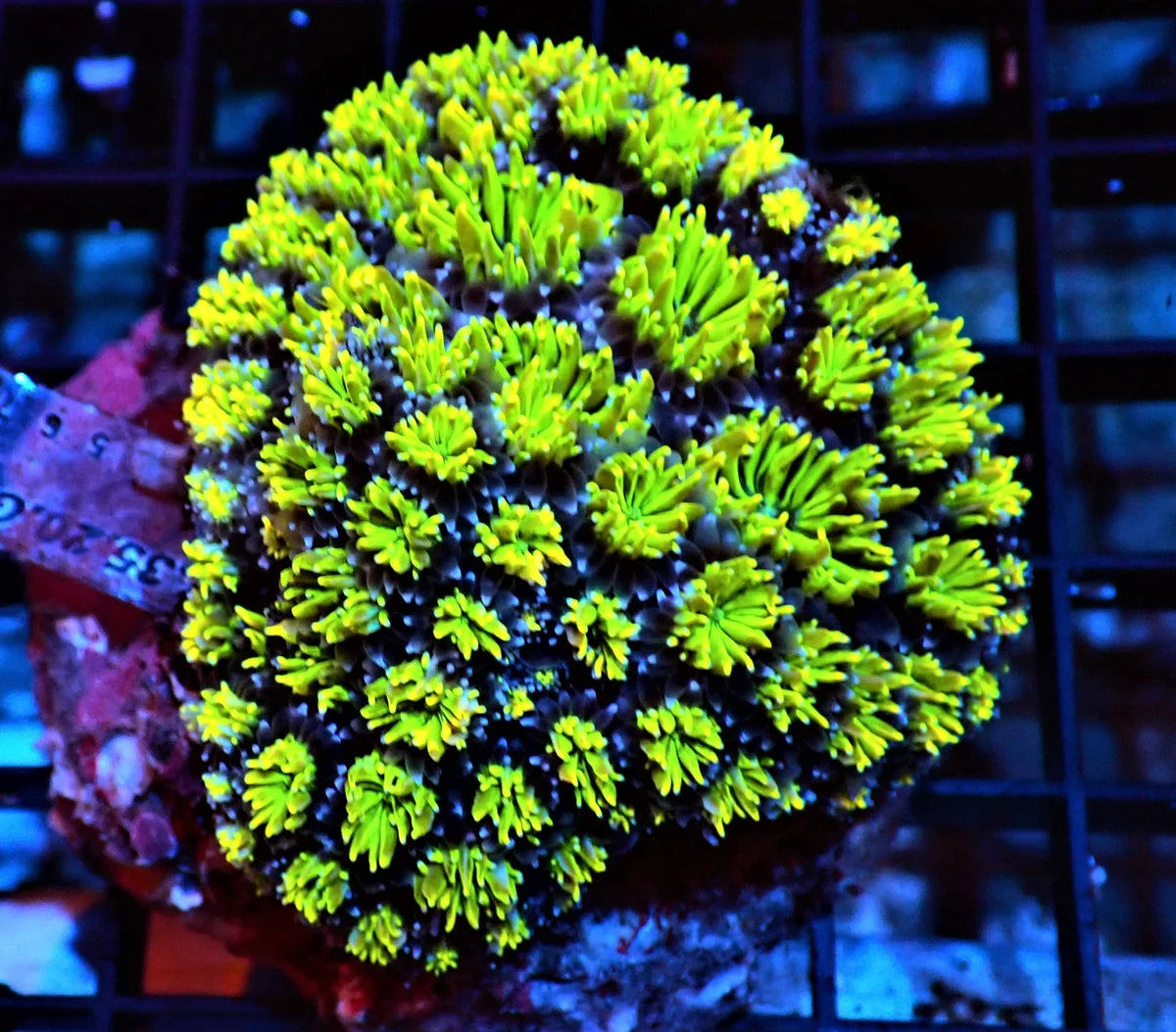 Galaxea fascicularis