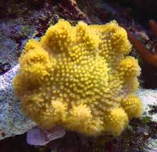 Sarcophyton elegans w/ Scleractinia