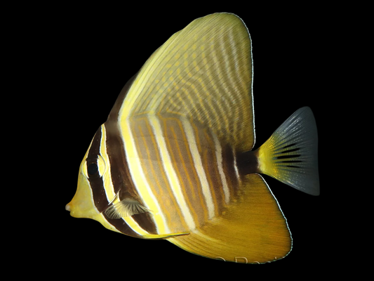 Sailfin Tang